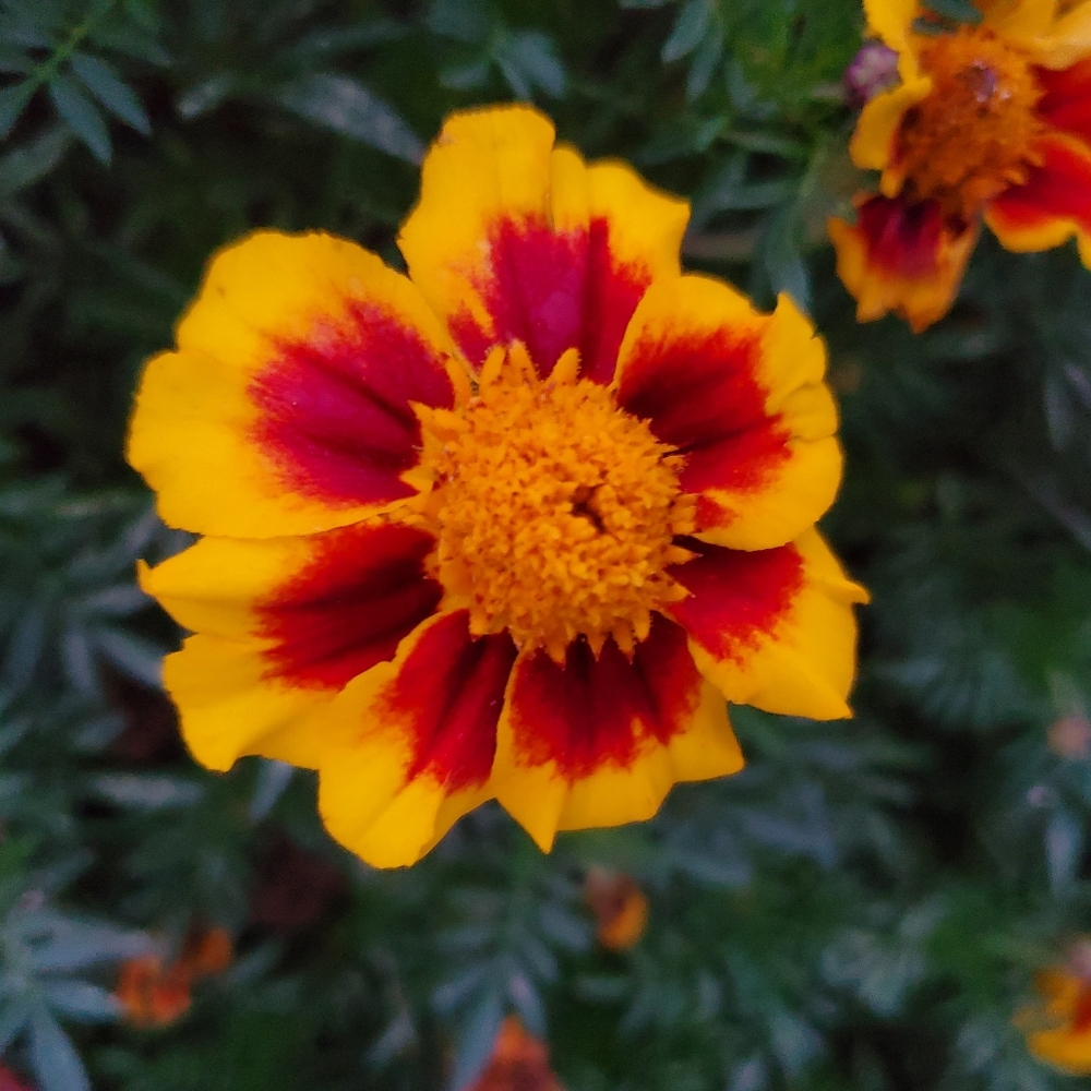 Seeds. France's Choice Marigold (300mg) 2025